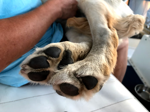 Pet Supply Store «Petco Animal Supplies», reviews and photos, 852 N Western Ave, San Pedro, CA 90732, USA