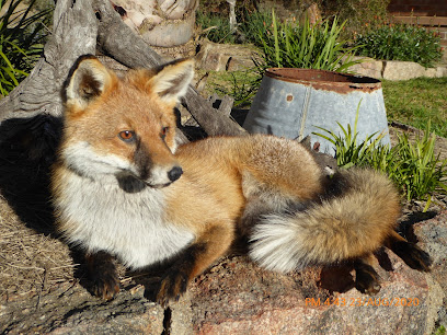 Red Fox Taxidermy