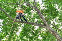 Freddy's Better Tree Trimming - Photo 5 - Car repair in , Wichita