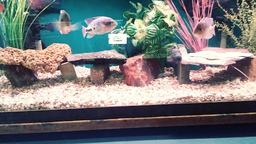 Tropical Fish Store «Royal Tropical Fish & Bird», reviews and photos, 1324 Hartrick Ave, Royal Oak, MI 48067, USA