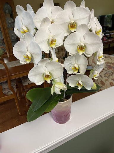 Florist «Z Florist», reviews and photos, 804 Mt Royal Blvd, Pittsburgh, PA 15223, USA