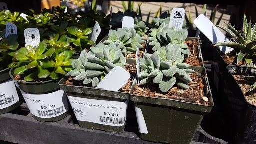 Plant Nursery «Orchard Nursery and Florist», reviews and photos, 4010 Mt Diablo Blvd, Lafayette, CA 94549, USA