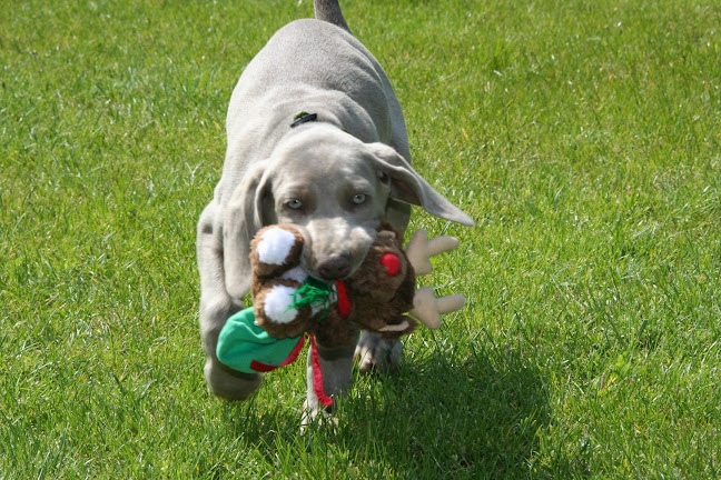 Andreas Stieb - Hundeschule AMS - Hundeschule