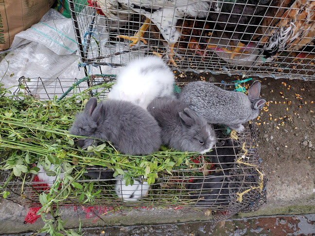 HMH4+9FG, La Troncal