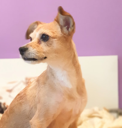 Peluquería Canina Lomo los Frailes - Servicios para mascota en Tamaraceite