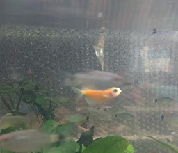 The Fish Garden photo