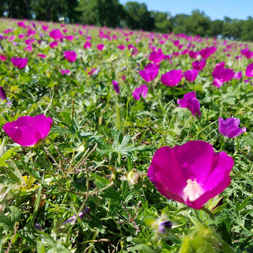 Park «Bachman Lake Park», reviews and photos, 3500 W Northwest Hwy, Dallas, TX 75220, USA