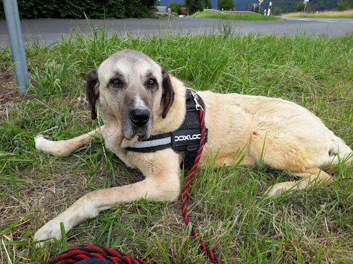 Tierschutzverein des Landkreises Miltenberg e. V. unter Kleinheubach, 