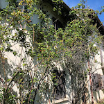 Photo n°14 de l'avis de sam.s fait le 17/04/2022 à 14:00 sur le  Osteria Al Marescial à Travesio