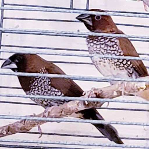 Pet Store «Kalamazoo Reptile Show», reviews and photos, 2900 Lake St, Kalamazoo, MI 49048, USA