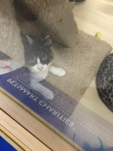 Pet Supply Store «PetSmart», reviews and photos, 6019 Wade Hampton Blvd, Taylors, SC 29687, USA