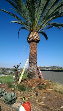 Alex Tree Service - Photo 6 - Car repair in , Menifee