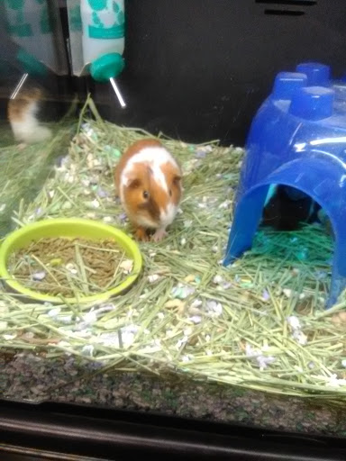 Pet Supply Store «PetSmart», reviews and photos, 2389 Taylor Park Dr, Reynoldsburg, OH 43068, USA