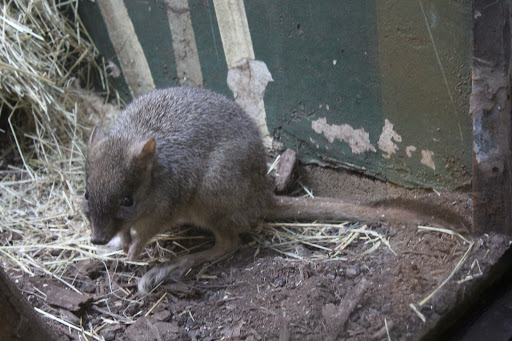 Zoo «Small Mammal House», reviews and photos, 95 Olmsted Walk, Washington, DC 20008, USA