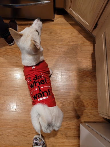 Pet Supply Store «Petco Animal Supplies», reviews and photos, 1203 SE Everett Mall Way f, Everett, WA 98208, USA