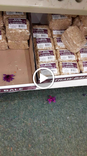 Dollar Store «Dollar Tree», reviews and photos, 9335 PA-61, Coal Township, PA 17866, USA