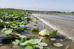 Anzali lagoon image