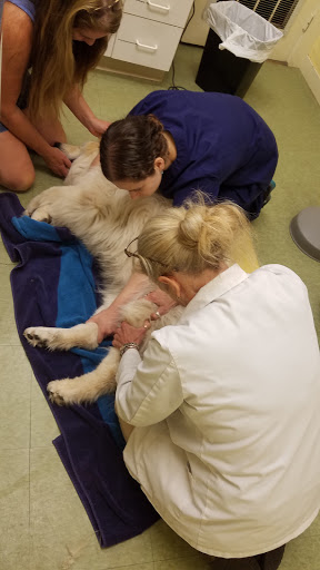 Associates Animal Hospital