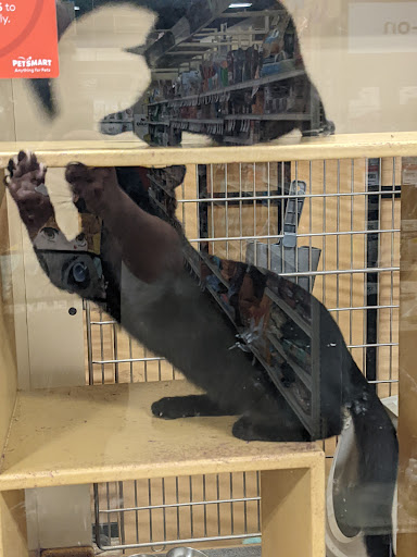 Pet Supply Store «PetSmart», reviews and photos, 3995 Welsh Rd, Willow Grove, PA 19090, USA