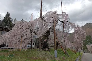 Saikoji Temple weeping cherry tree image