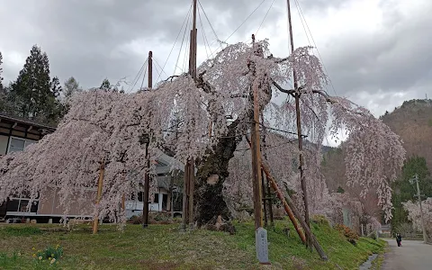 Saikoji Temple weeping cherry tree image