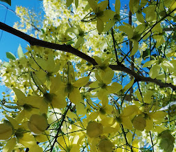 Carmen Romano Park photo