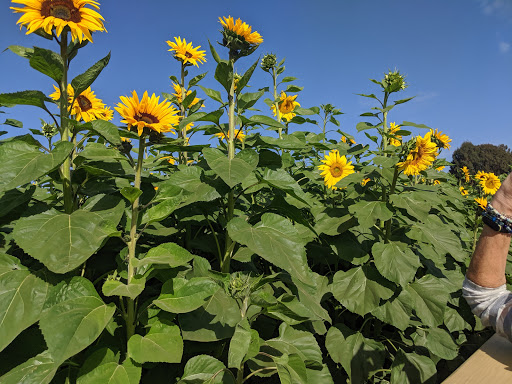 Pumpkin Patch «Spina Farms», reviews and photos, Santa Teresa Blvd, Morgan Hill, CA 95037, USA