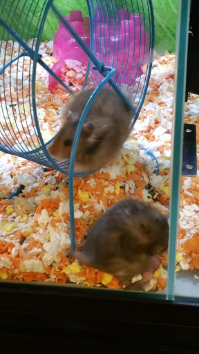 Pet Supply Store «PetSmart», reviews and photos, 2300 Gary Farm Blvd #600, Bowling Green, KY 42104, USA