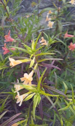 Nature Preserve «Peter and Mary Muth Interpretive Center», reviews and photos, 2301 University Dr, Newport Beach, CA 92660, USA