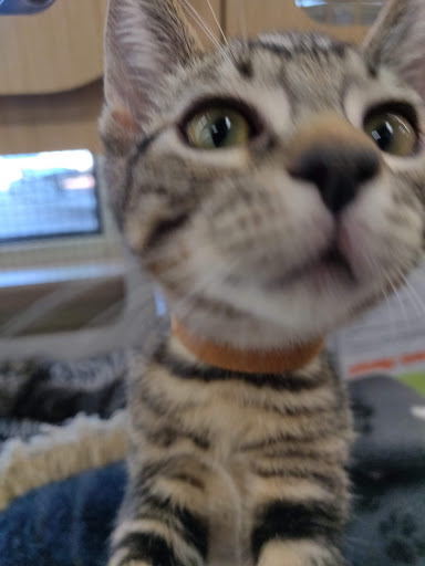 Pet Supply Store «Petco Animal Supplies», reviews and photos, 474 228th Ave NE, Sammamish, WA 98074, USA