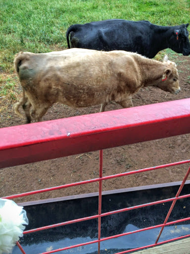 Farm «Warbington Farms (U-Pick Strawberries)», reviews and photos, 5555 Crow Rd, Cumming, GA 30041, USA