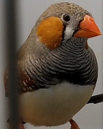 Pet Supply Store «Pet Supplies Plus», reviews and photos, 1240 Seminole Trail, Charlottesville, VA 22901, USA