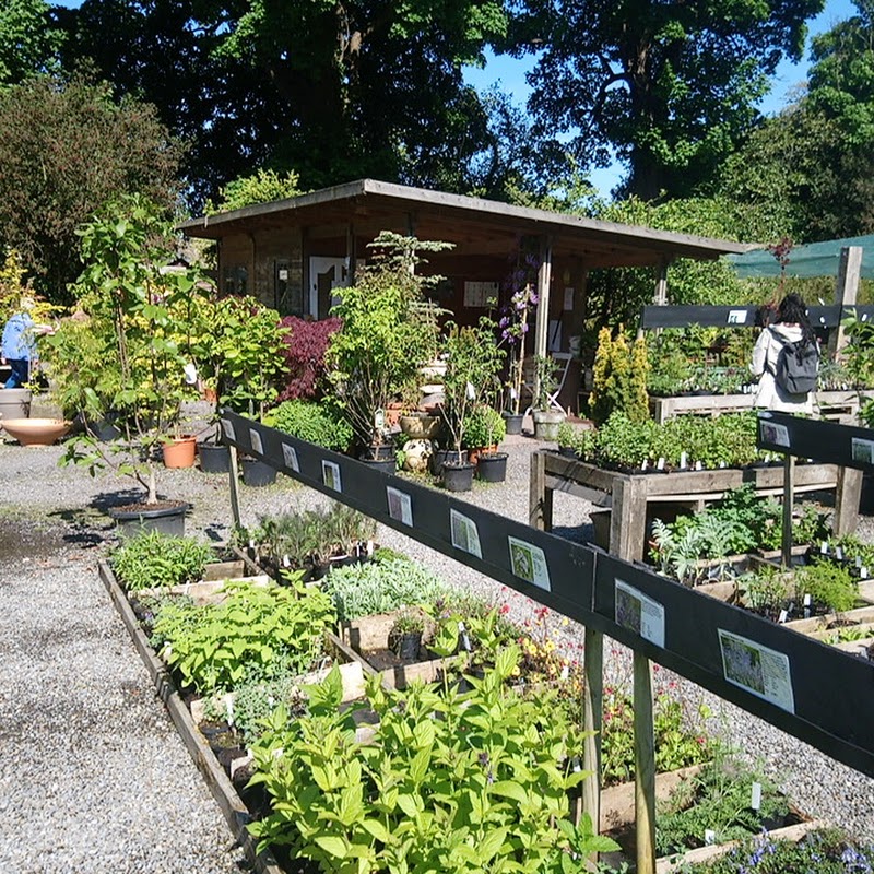 Mount Venus Nursery