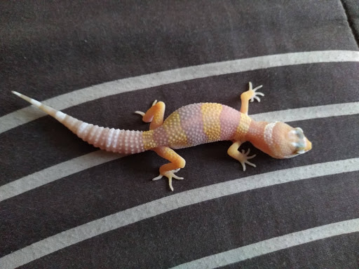 Pet Supply Store «Petco Animal Supplies», reviews and photos, 430 Cbl Dr, St Augustine, FL 32086, USA