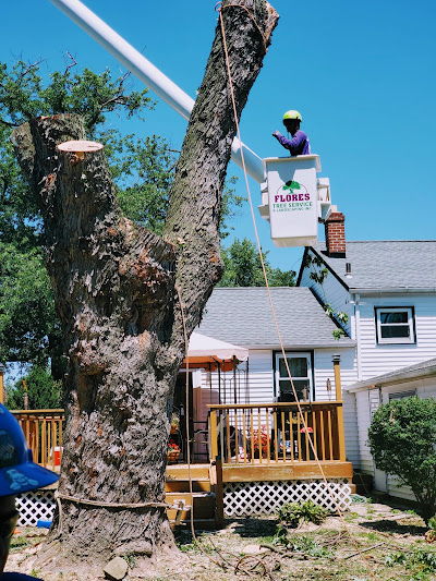 We contacted Jorge at Flores Tree Service to prune and thin out a large maple in our front yard and to remove several large