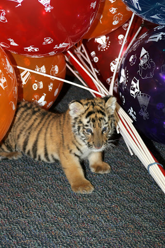 Pet Supply Store «Pet Supplies Plus», reviews and photos, 912 S Green River Rd a, Evansville, IN 47715, USA