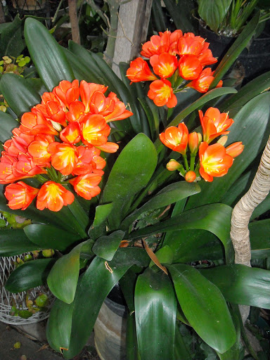 Florist «Ames Greenhouse», reviews and photos, 3011 S Duff Ave, Ames, IA 50010, USA