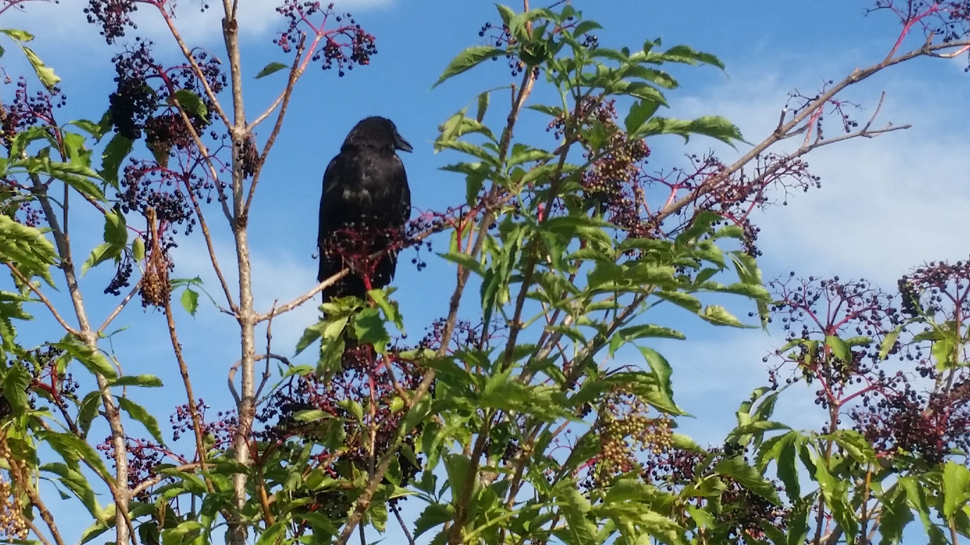 Photo n° 1 de l'avis de Dominique.E fait le 21/08/2019 à 17:18