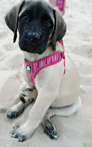 Pet Supply Store «Petco Animal Supplies», reviews and photos, 5239 Harvey St, Norton Shores, MI 49444, USA