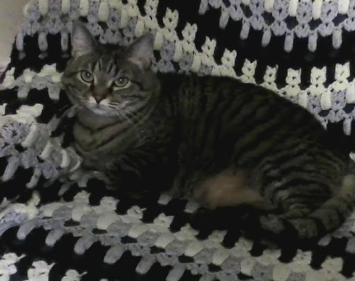 Pet Supply Store «Petco Animal Supplies», reviews and photos, 825 Brevard Rd, Asheville, NC 28806, USA