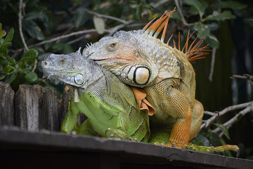 Pet Supply Store «Pet Supplies Plus», reviews and photos, 4923 Sheridan St, Hollywood, FL 33021, USA