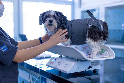 WeVets | Centro Veterinário 24h | Unidade Sena Madureira em São Paulo - SP