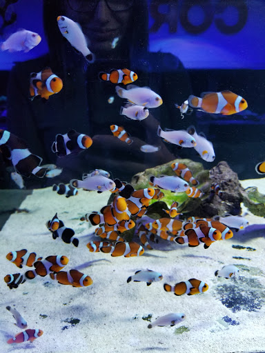 Pet Store «Ocean View Aquariums», reviews and photos, 6883 SW 40th St, Miami, FL 33155, USA