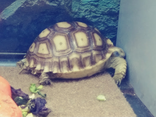 Pet Groomer «We Lov Pets», reviews and photos, 3853 Northpointe Dr, Zanesville, OH 43701, USA