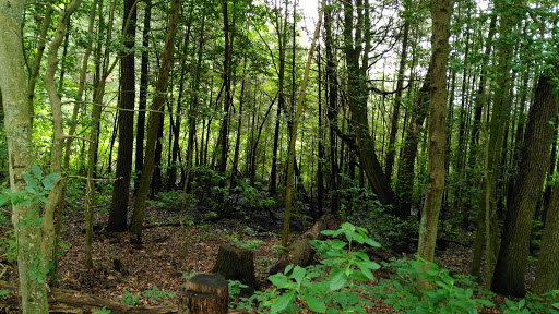 State Park «Parvin State Park», reviews and photos, 701 Almond Rd, Pittsgrove Township, NJ 08318, USA