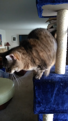 Pet Supply Store «Petco Animal Supplies», reviews and photos, 2435 N Hwy 67, Florissant, MO 63033, USA