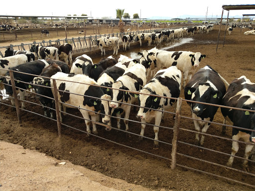 Park «Tumbleweed Park», reviews and photos, 745 E Germann Rd, Chandler, AZ 85286, USA