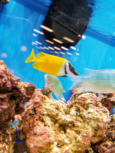 Pet Supply Store «Petco Animal Supplies», reviews and photos, 31419 Pacific Hwy S, Federal Way, WA 98003, USA