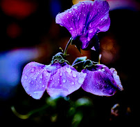 WildThorne Photography Services - Photo 4 - Car repair in Richland, WA, Kennewick