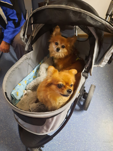 Tierärztliches Gesundheitszentrum Piding, Dr. Gödde & Kollegen unter Piding, 